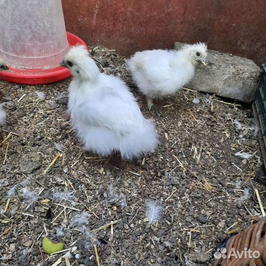 Цыплята Китайской Шелковой