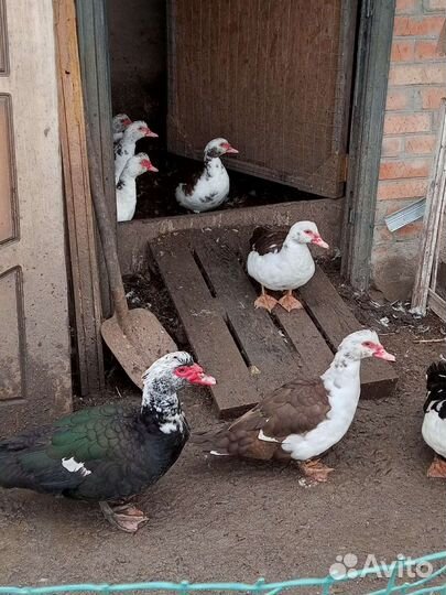 Мускусные утки тяжелые линии