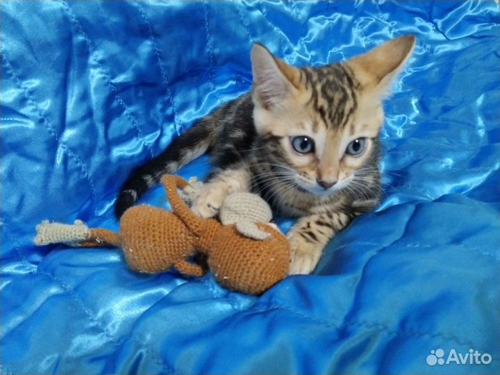 Бенгальский котенок девочка клубная с документами