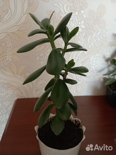 Денежное дерево толстянка