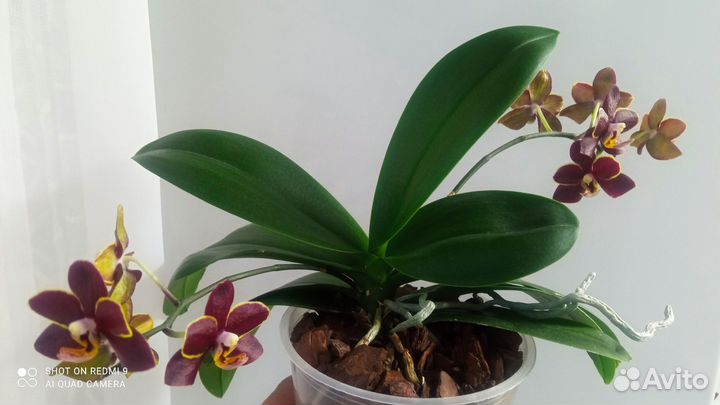 Орхидея фаленопсис