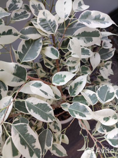 Фикус бенджамина