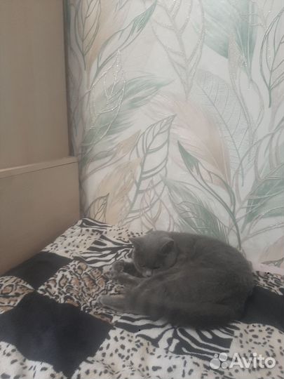 Кошка британка