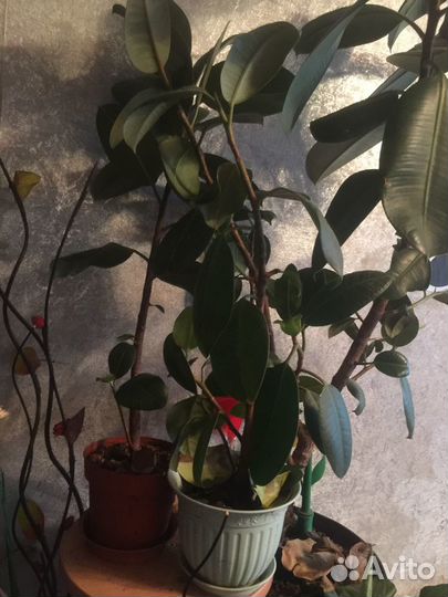 Фикуси другие растений