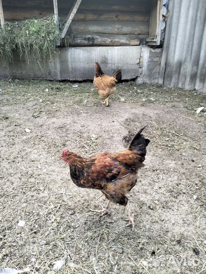 Молодые петухи