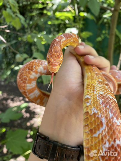 Змея маисовый полоз