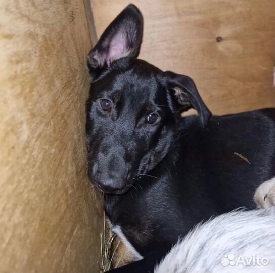 Щенок в добрые руки