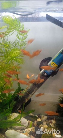 Аквариумные рыбки гуппи, мальки меченосцев