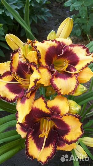 Цветы многолет. лилии,пионы,астильба,флоксы,хосты