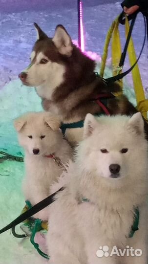 Катание, собаки на фотосессию, день рождения