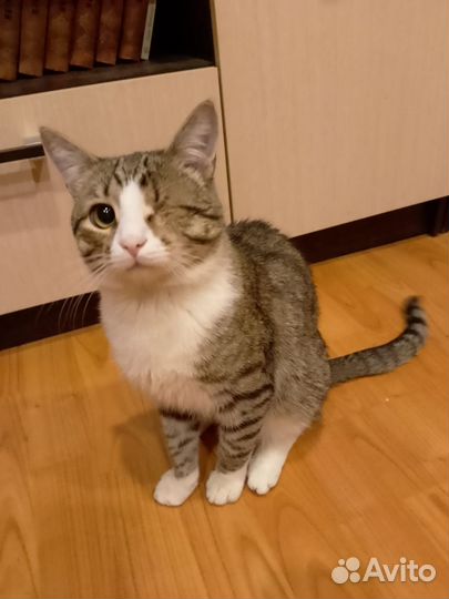 Отдам кота в добрые руки