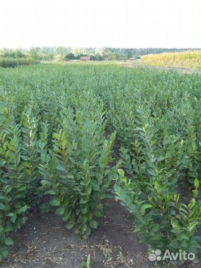 Кизильник блестящий