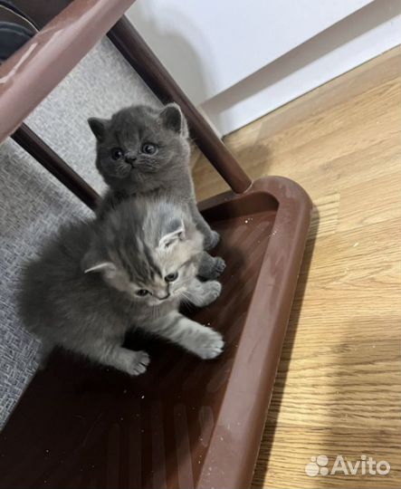 Британская девочка