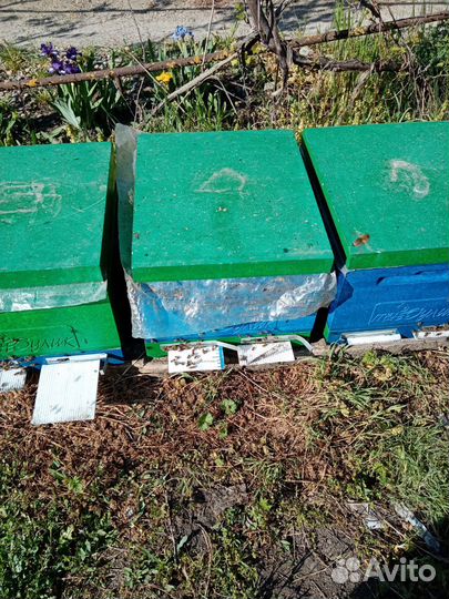 Продам пчелосемьи