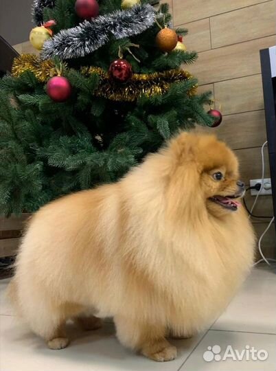 Салон красоты для животных 