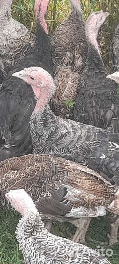 Индюки самцы