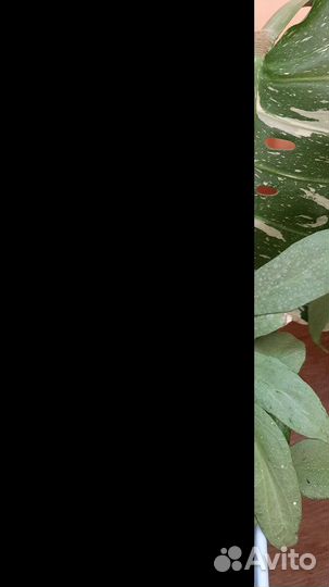 Хойя аустралис Лиза