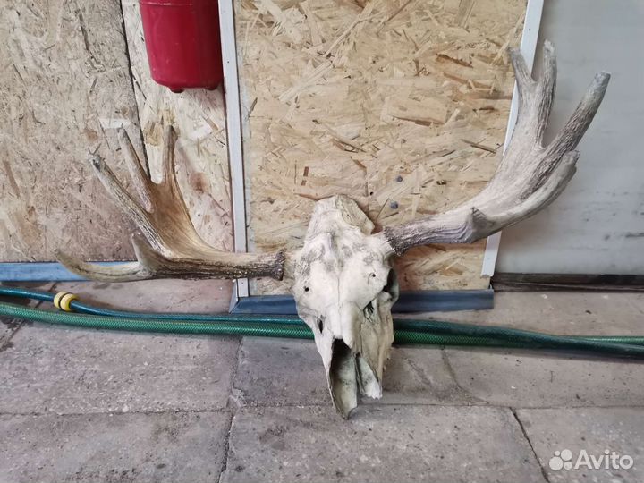 Продам рога лося