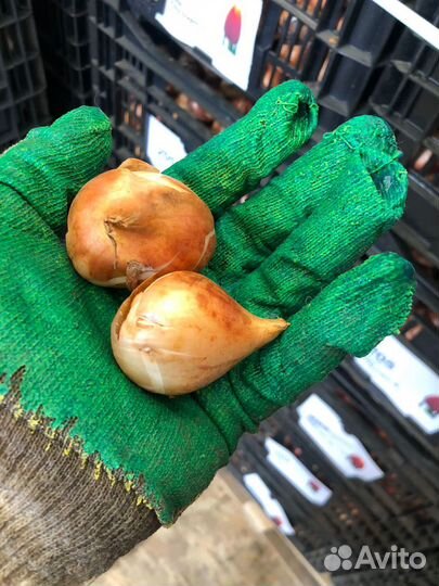 Луковицы тюльпанов оптом