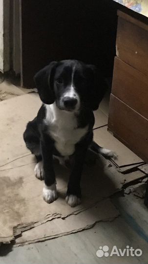 Щенок мальчик в добрые руки