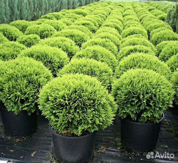 Туя шаровидная.Даника Вудварди