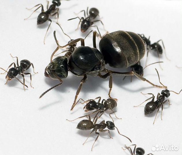 Матка муравьев вида Lasius niger с расплодом