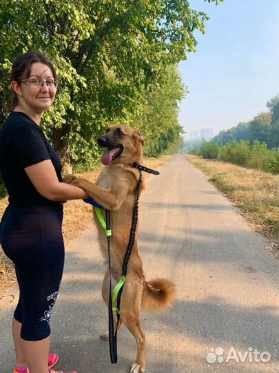 Овчарка метис в добрые руки