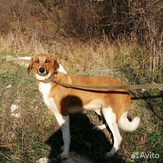 Собаки бесплатно в добрые руки