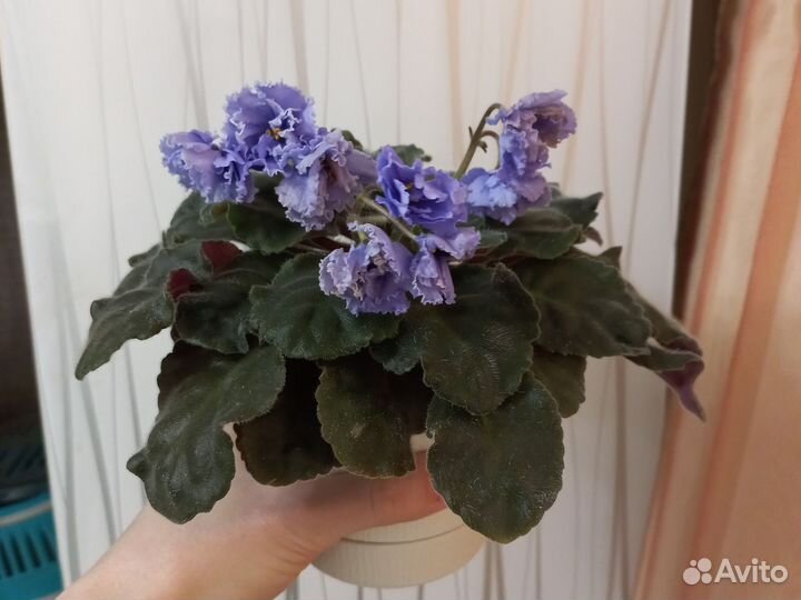 Цветущие сортовые фиалки