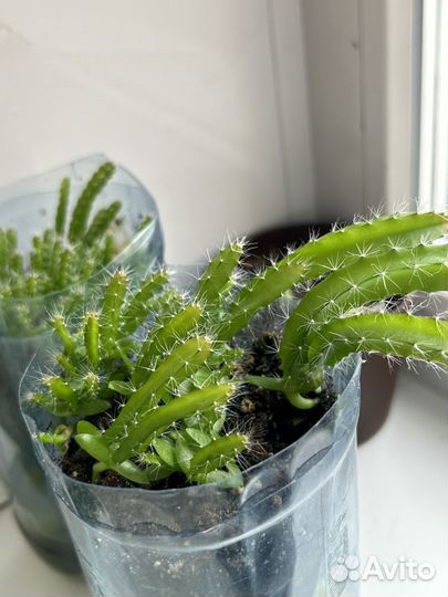 Питахайя драконий фрукт кактусы