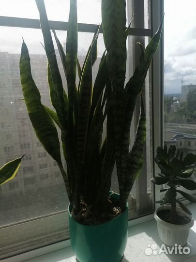 Комнатные растения