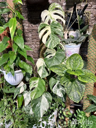 Монстера вариегатная альба