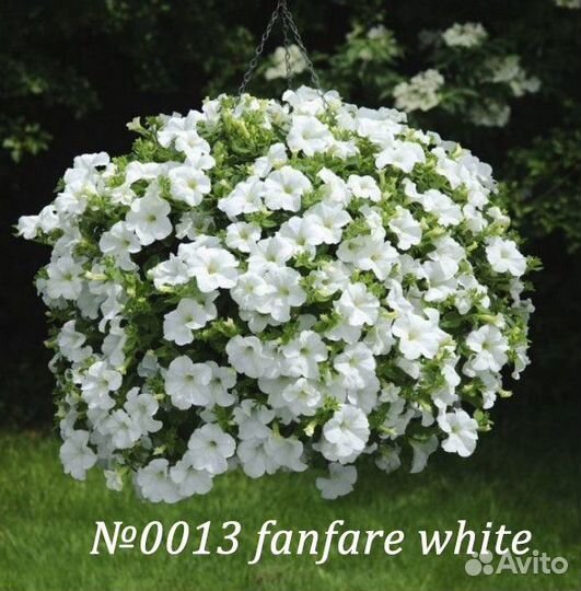 Вегетативная ампельная петуния