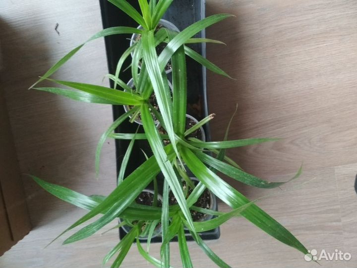 Комнатные цветы