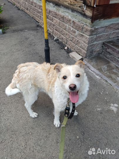 Собака в добрые руки