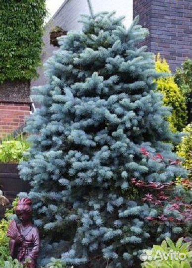 Семена голубой ели Рио Гранде