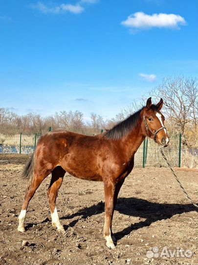 Жеребчик англо-дончак