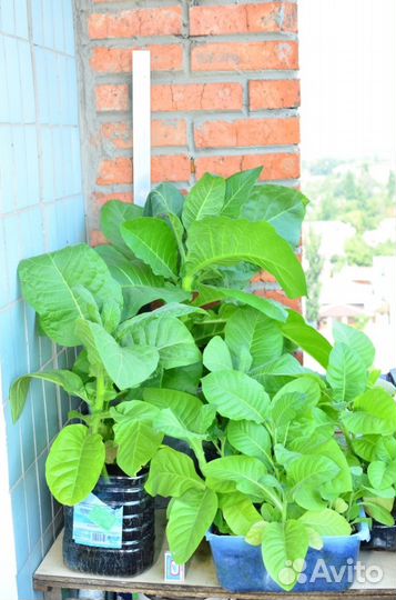 Саженцы натурального табака. Популярные сорта