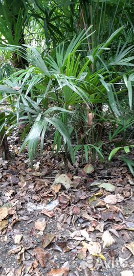 Пальмы Пальмочки веерные разные Лавровый Лист