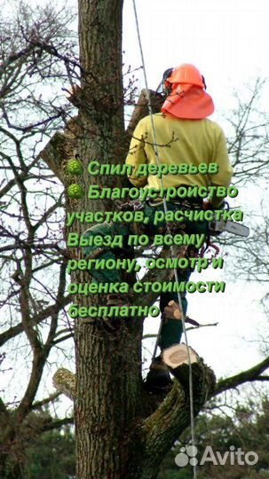 Спил деревьев