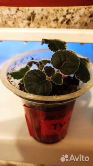 Комнатные цветы.Сансевиерия. Тидея. Финик