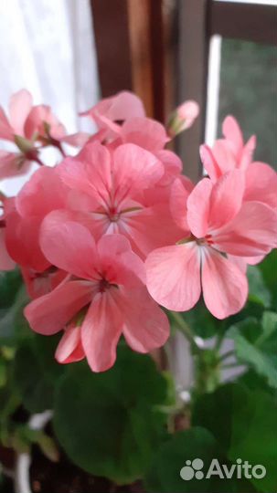 Пеларгония герань, традесканция