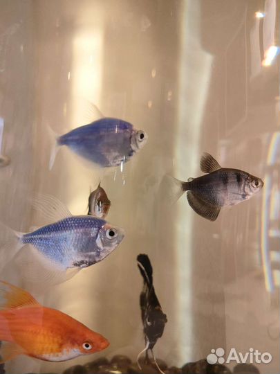 Аквариум с рыбками