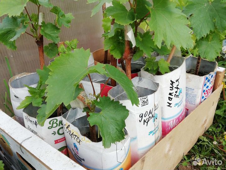 Саженцы винограда аватар