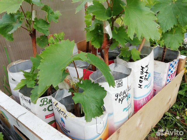 Саженцы винограда аватар