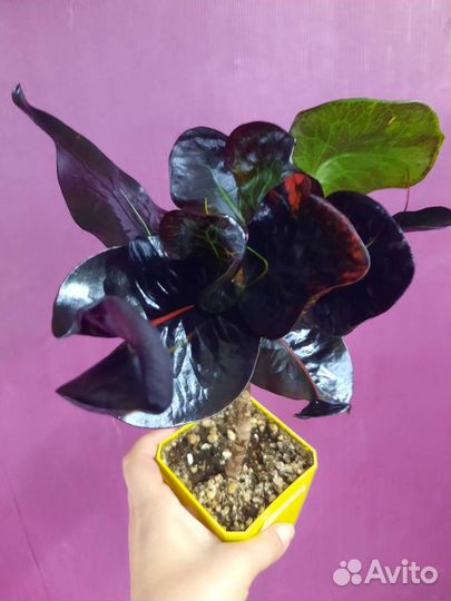 Кротон Анаконда, Рождество, Бангкок