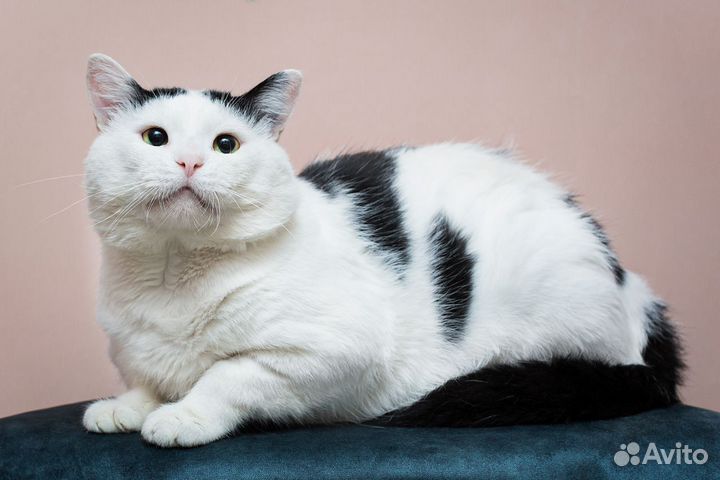 Котик толстячок колбаскин