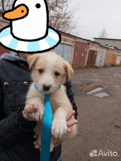 Собака в добрые руки отдам бесплатно