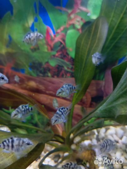 Рыбки платиновые попугайчики