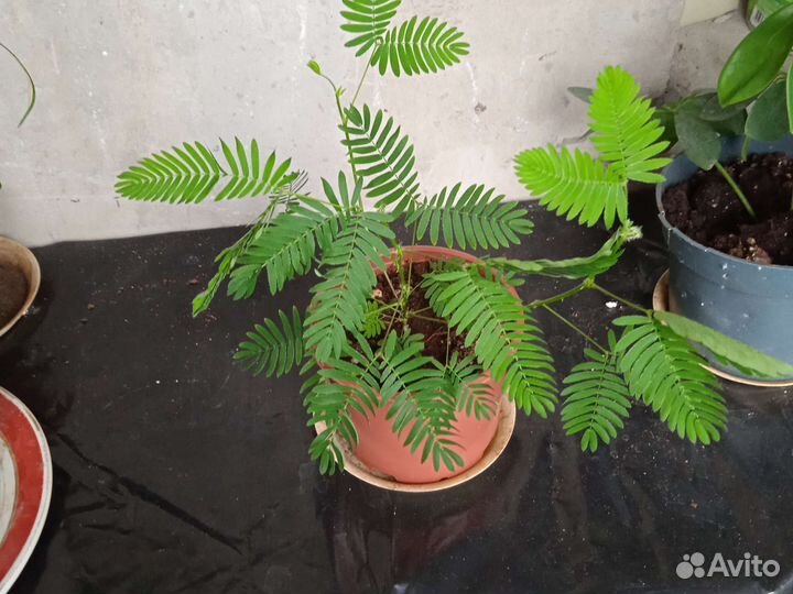 Мимоза стыдливая